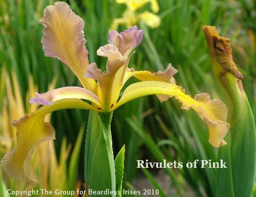 Rivulets of Pink